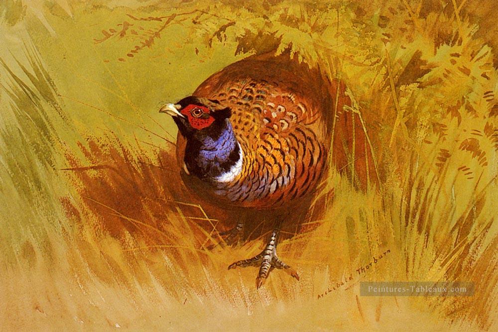 Un oiseau cock Pheasant Archibald Thorburn Peintures à l'huile